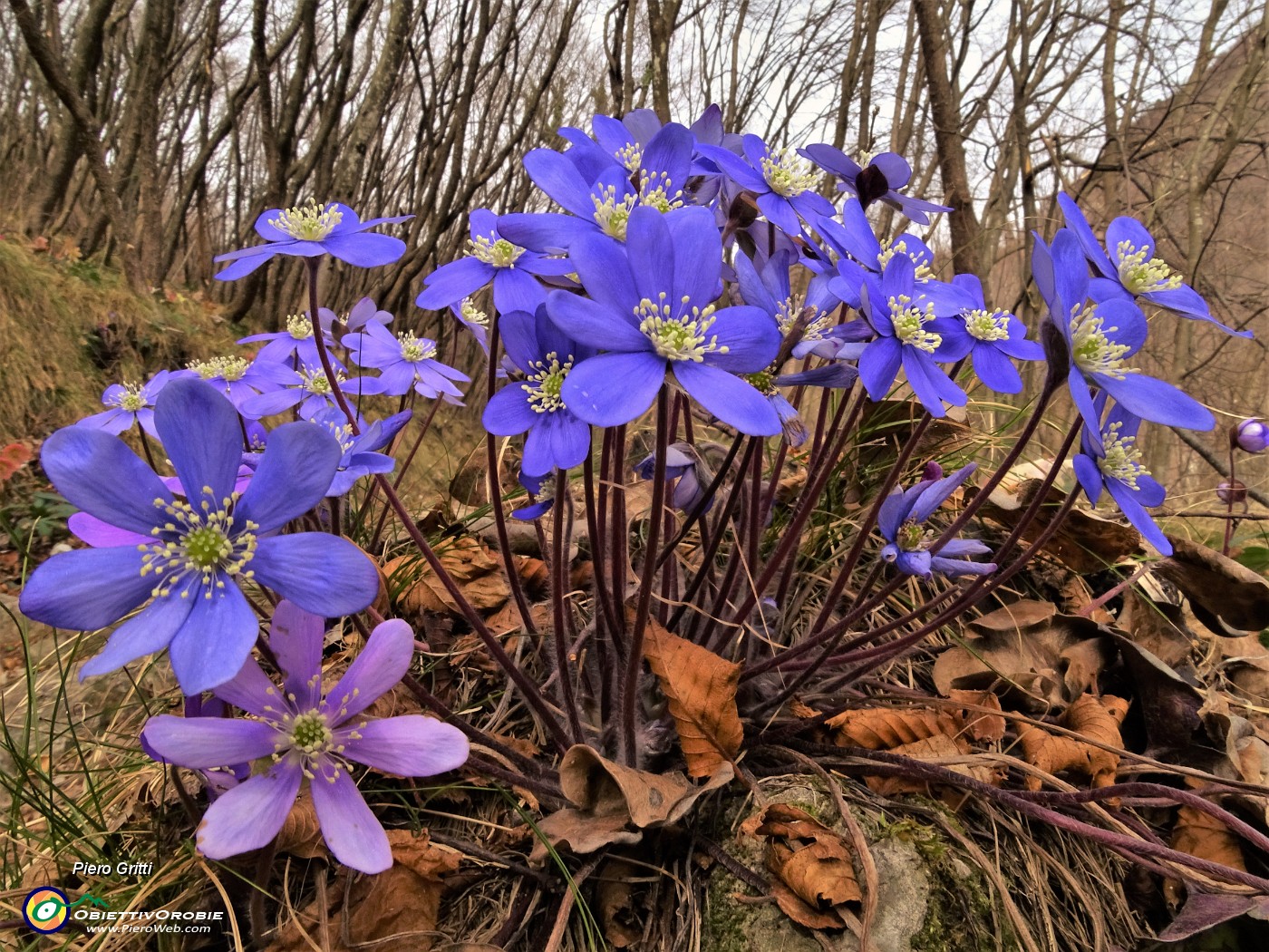 22 Hepatica nobilis.JPG